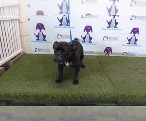 Bulldog-Unknown Mix Dogs for adoption in Orlando, FL, USA