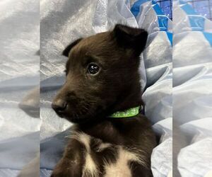 Collie-Unknown Mix Dogs for adoption in Calgary, Alberta, Canada