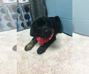 Labrador Retriever-Unknown Mix Dogs for adoption in Orangeburg, SC, USA