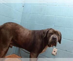 Mastiff Dogs for adoption in Downey, CA, USA