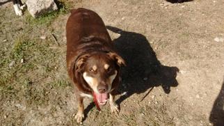 Sheprador Dogs for adoption in Millville, UT, USA