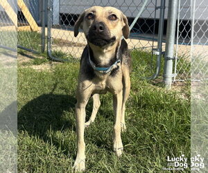 Labrador Retriever-Unknown Mix Dogs for adoption in Washington, DC, USA