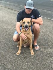 Boxador Dogs for adoption in Colleyville, TX, USA