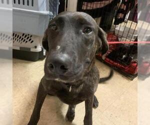 Plott Hound Dogs for adoption in Riverwoods, IL, USA