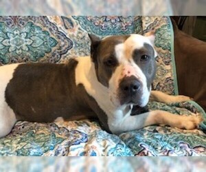 American Staffordshire Terrier Dogs for adoption in Rowayton, CT, USA
