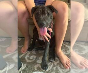 Chinese Shar-Pei-Unknown Mix Dogs for adoption in Fort Lauderdale, FL, USA