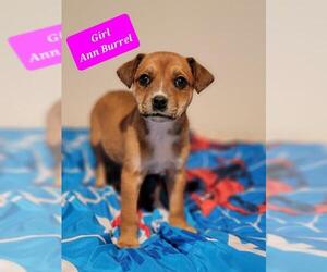 Mutt Dogs for adoption in Newcastle, OK, USA