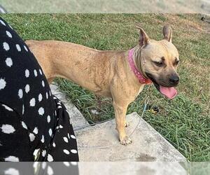 American Staffordshire Terrier Dogs for adoption in San Antonio, TX, USA