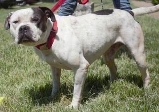 Olde Bulldog Dogs for adoption in Columbus, GA, USA