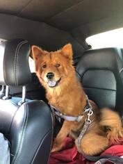 Chow Chow Dogs for adoption in Clifton, TX, USA