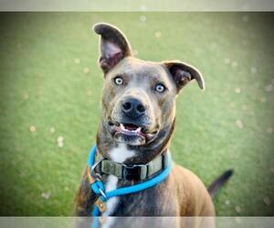 Labrador Retriever-Unknown Mix Dogs for adoption in Orlando, FL, USA