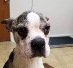 Boston Terrier Dogs for adoption in Canon City, CO, USA