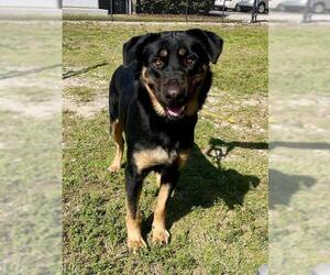 German Shepherd Dog-Unknown Mix Dogs for adoption in Naples, FL, USA