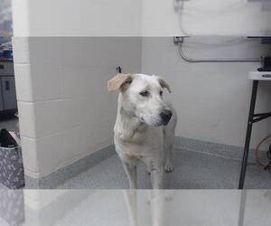 Labrador Retriever-Unknown Mix Dogs for adoption in Pasadena, TX, USA