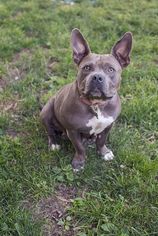 American Pit Bull Terrier-Unknown Mix Dogs for adoption in Clay, NY, USA