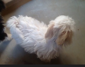 Coton de Tulear Dogs for adoption in Manchester, NH, USA