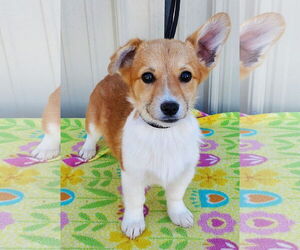 Pembroke Welsh Corgi Dogs for adoption in Mountain View, MO, USA