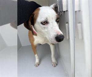 Lab-Pointer Dogs for adoption in Houston, TX, USA