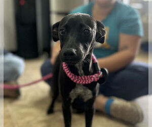 Mutt Dogs for adoption in Raleigh, NC, USA