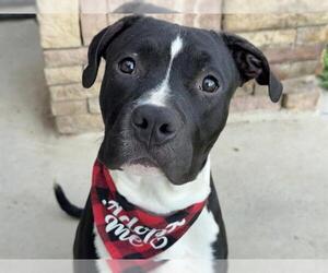 American Pit Bull Terrier Dogs for adoption in Pueblo, CO, USA