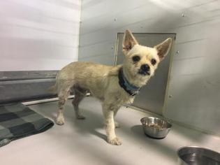 Toxirn Dogs for adoption in Kansas City, MO, USA