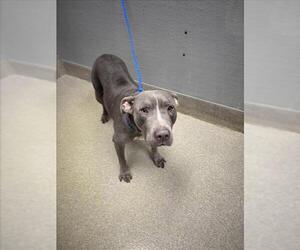 Mutt Dogs for adoption in Las Vegas, NV, USA