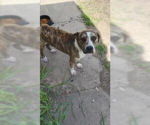 American Pit Bull Terrier-Unknown Mix Dogs for adoption in Oklahoma City, OK, USA