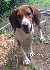 Treeing Walker Coonhound Dogs for adoption in Sweetwater, TN, USA