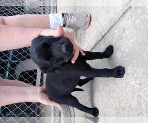 Black and Tan Coonhound-Labrador Retriever-Labrador Retriever Mix Dogs for adoption in CRESCENT CITY, FL, USA