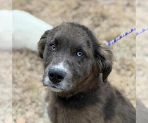 Aussiedor Dogs for adoption in Yardley, PA, USA