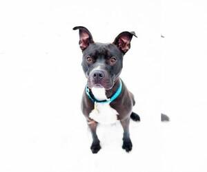 American Pit Bull Terrier Dogs for adoption in Sandy, UT, USA