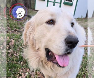 Great Pyrenees Dogs for adoption in Spring, TX, USA