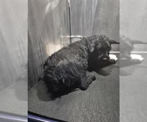 Mutt Dogs for adoption in San Antonio, TX, USA