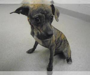 Norfolk Terrier Dogs for adoption in Vero Beach, FL, USA