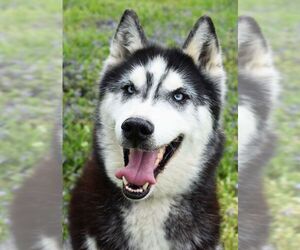 Alaskan Malamute Dogs for adoption in Nashville, IN, USA