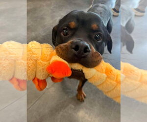 Rottweiler Dogs for adoption in Hillsboro, NH, USA