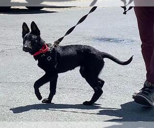Mutt Dogs for adoption in Berkeley , CA, USA