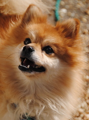 Medium Photo #1 Pomeranian-Unknown Mix Puppy For Sale in Philadelphia, PA, USA