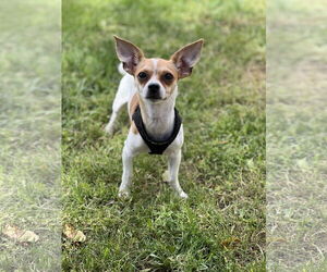 Chihuahua-Unknown Mix Dogs for adoption in Phoenix, AZ, USA