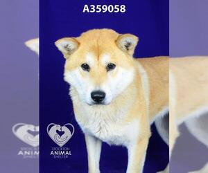 Shiba Inu Dogs for adoption in Stockton, CA, USA