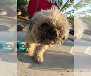 Pekingese Dogs for adoption in HESPERIA, CA, USA