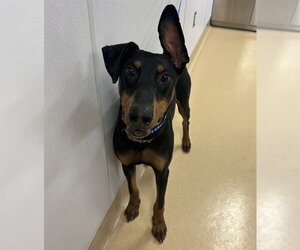 Doberman Pinscher Dogs for adoption in Placerville, CA, USA