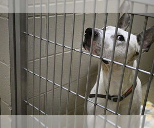 American Pit Bull Terrier Dogs for adoption in Decatur, IL, USA