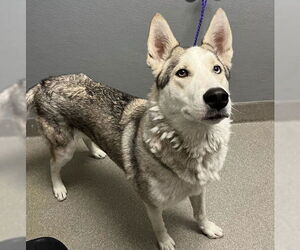 Siberian Husky-Unknown Mix Dogs for adoption in Las Vegas, NV, USA