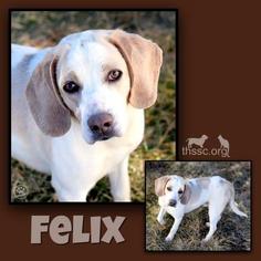 Basset Hound-Unknown Mix Dogs for adoption in Sullivan, IN, USA