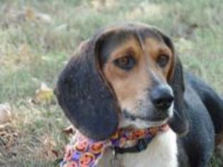 Beagle Dogs for adoption in Birmingham, AL, USA