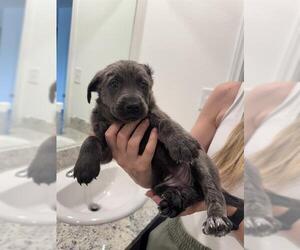 American Staffordshire Terrier-Unknown Mix Dogs for adoption in San Antonio, TX, USA