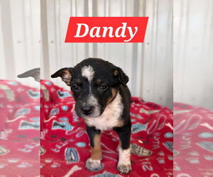 Red Heeler-Unknown Mix Dogs for adoption in The Woodlands, TX, USA