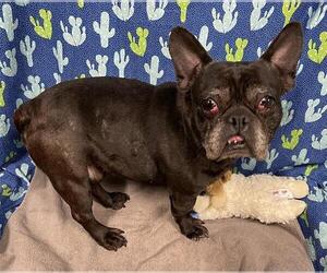French Bulldog Dogs for adoption in Modesto, CA, USA