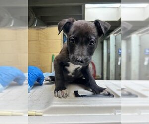 German Shepherd Dog Dogs for adoption in Stockton, CA, USA